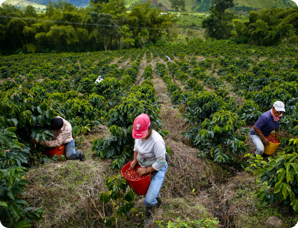 personas recolectando café